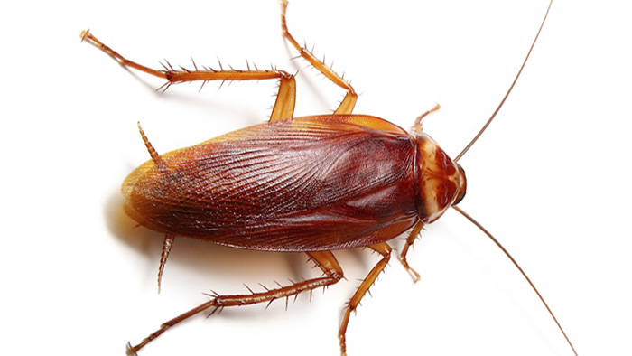 Gian-My-American-cockroach