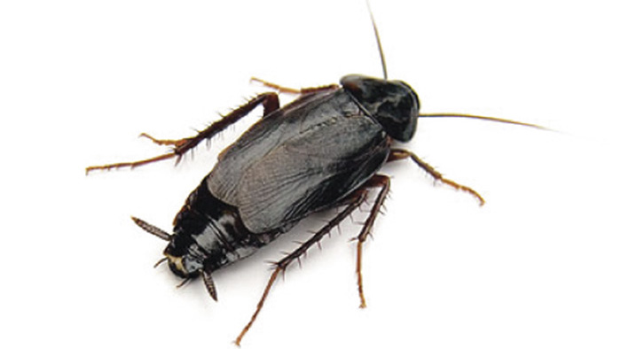 Gian-phuong-dong-Oriental-cockroach